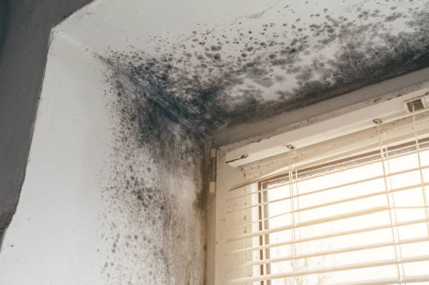 Trusted Commercial Mold Remediation service in Harrington Park, NJ - Cheap Mold Removal