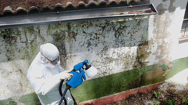 Top rated local Basement Mold Removal specialists in Harrington Park, NJ